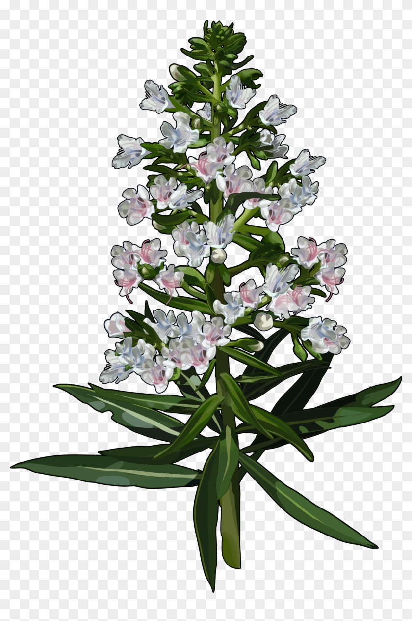 Archivo - Tajinaste-blanco - Tajinaste Blanco Clipart #5657366