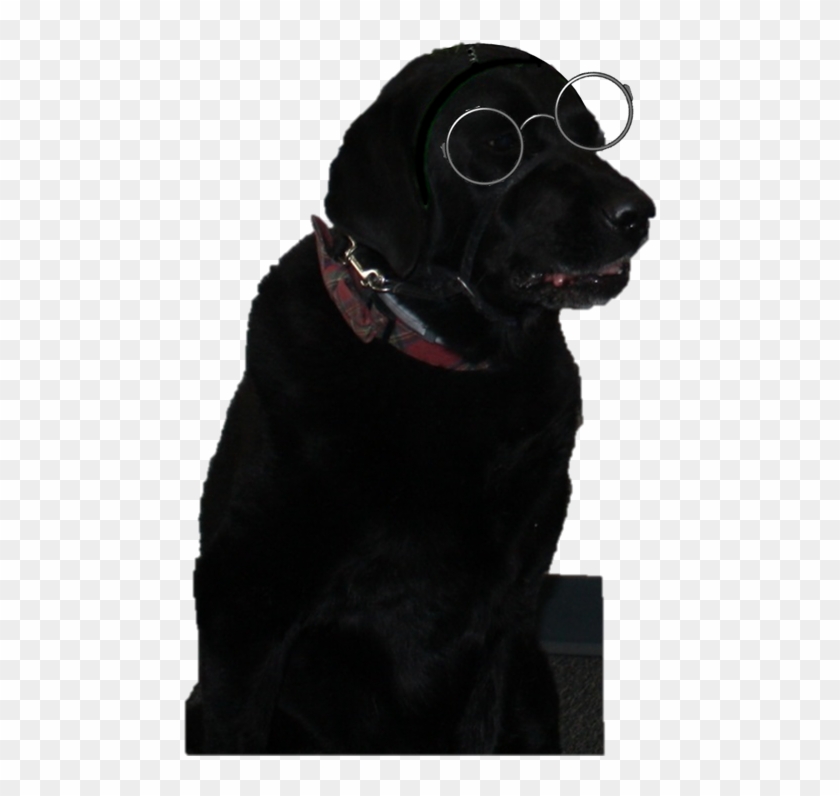 Belleville Henderson Csd Home Of The Panthers - Companion Dog Clipart #5657683