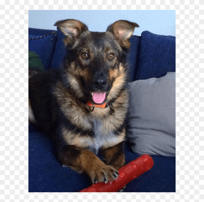 This Is Rigby He Is 9 Month Old, Neutered, Male, Shepherd - Companion Dog Clipart #5658685