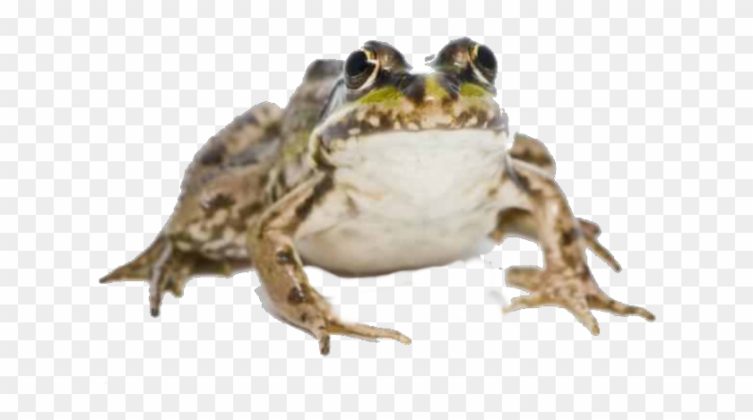 Eastern Spadefoot Clipart #5662471