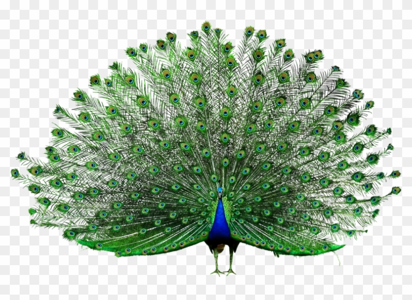 Download High Resolution - Transparent Png Peacock Clipart