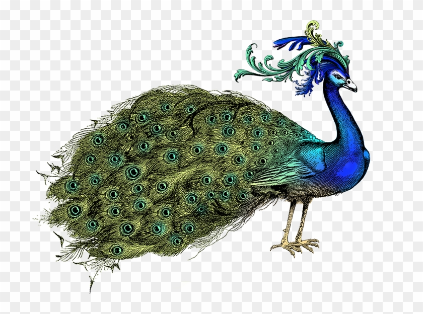 Hand Holding A Fan Peacock - Peafowl Clipart #5663982
