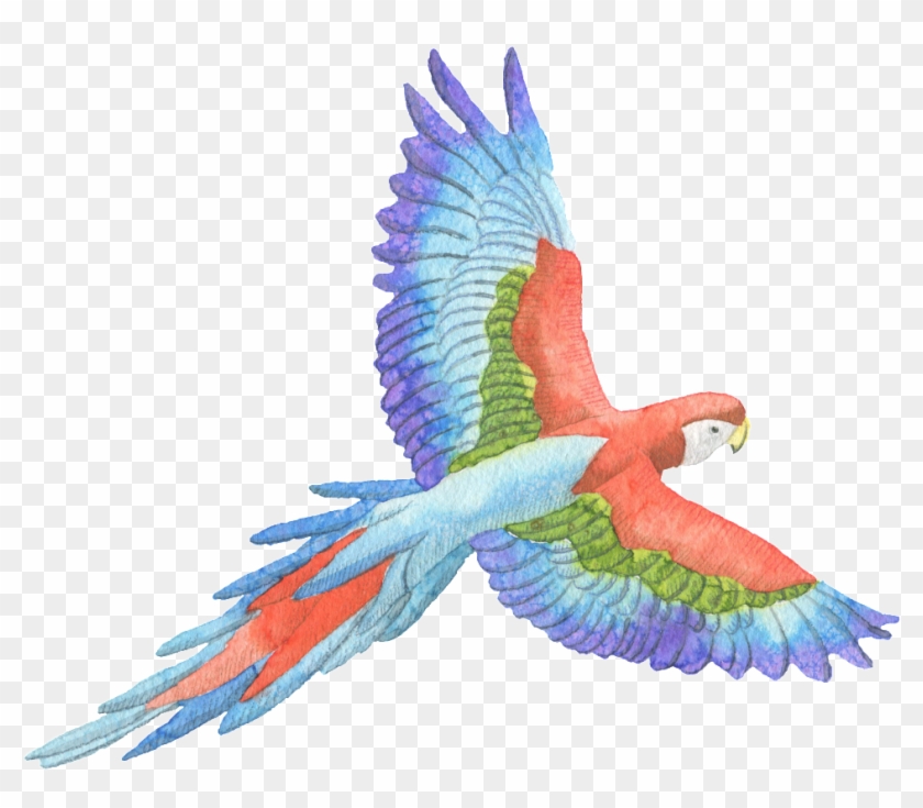 Tricolor Parrot Watercolor Transparent Decorative Pattern - Bird Quote Clipart