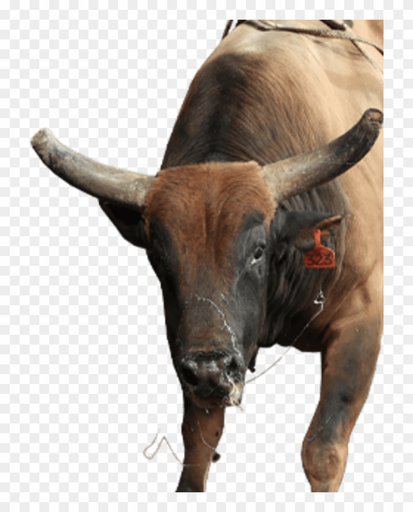 World Rank - Bull Clipart #5668209