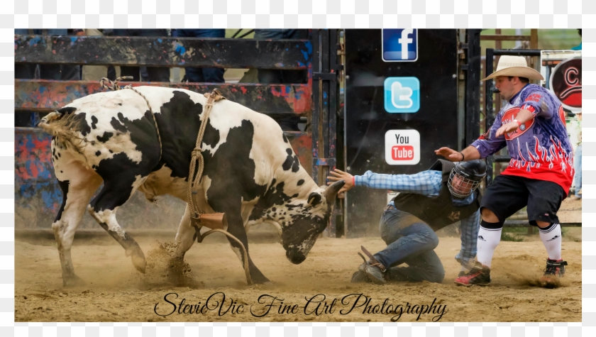 Bucking Bulls, Bull Riding, Ranch, Guest Ranch, Cattle - Bull Riding Clipart #5668685