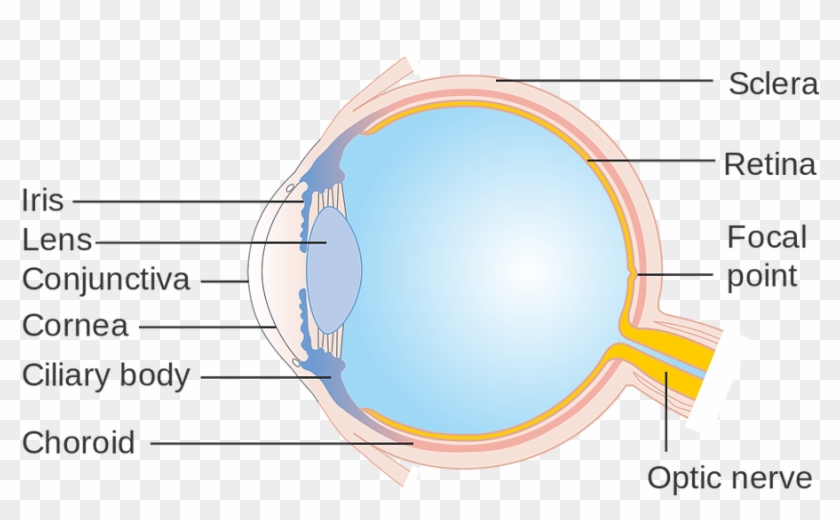 Because We Hold Them So Close To Our Face, The Exposure - Circle Clipart