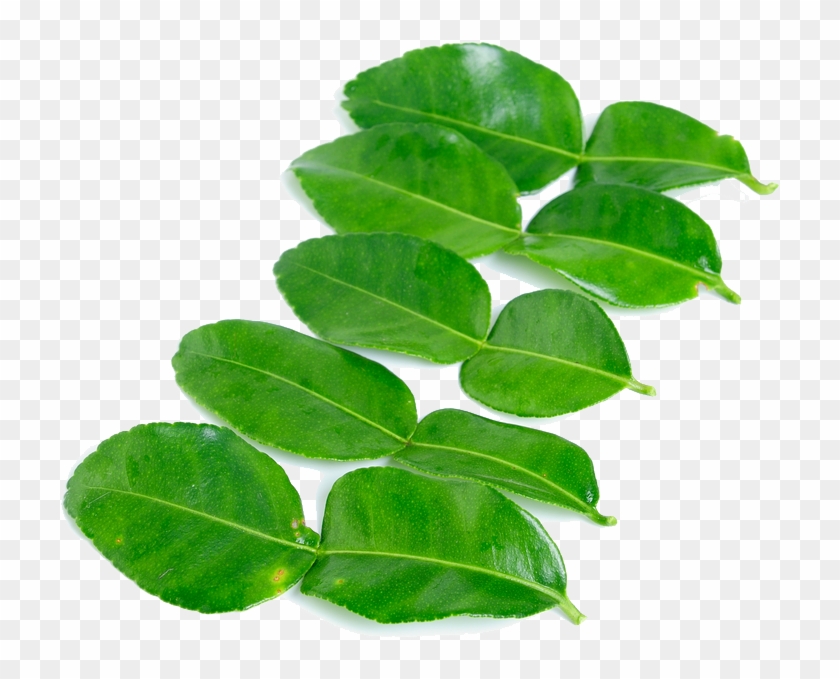 Kaffir Lime Leaves Png High-quality Image - Kaffir Lime Leaves Png Clipart