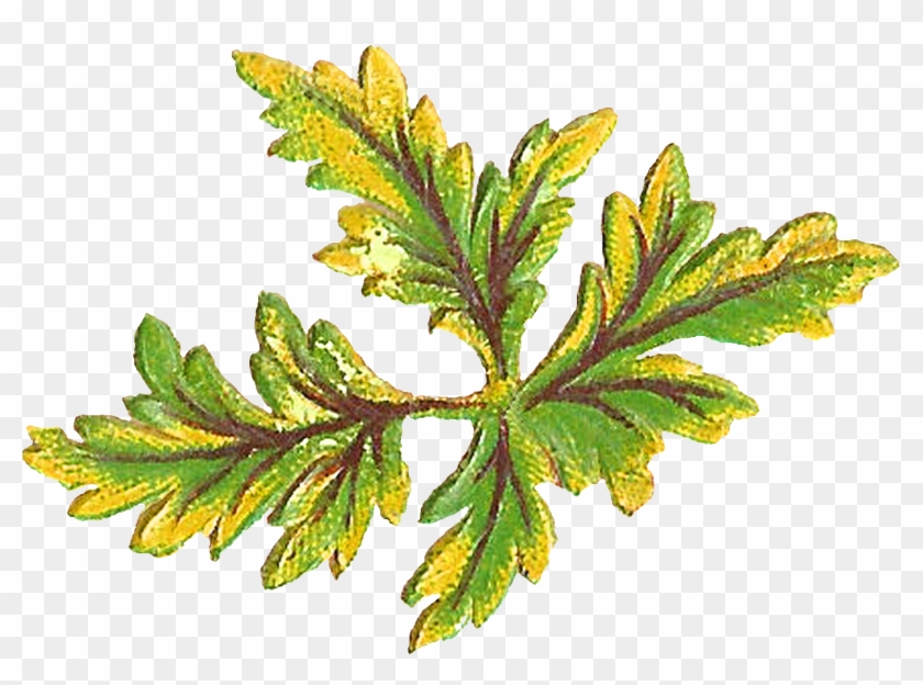 Digital Botanical Leaves Clip Art Downloads - Oregon White Oak - Png Download