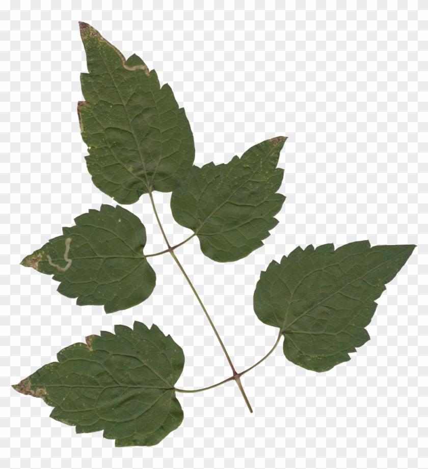 Nature Leaves - Maple Clipart