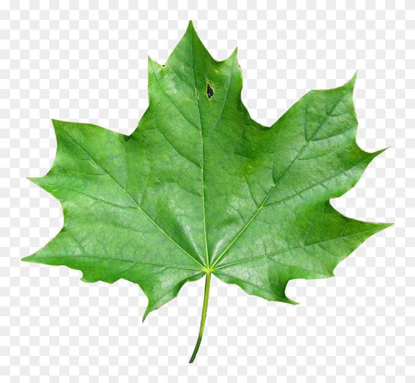 And Finally Also About How To Change The Image Pixel - Maple Leaf Clipart #5673229