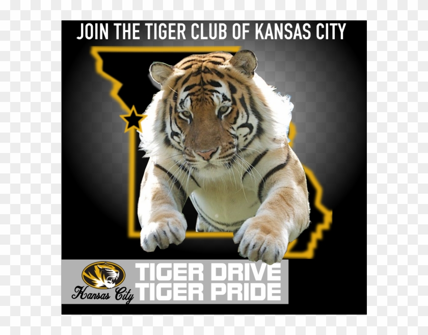 Free Jumping Tiger Png - Siberian Tiger Clipart