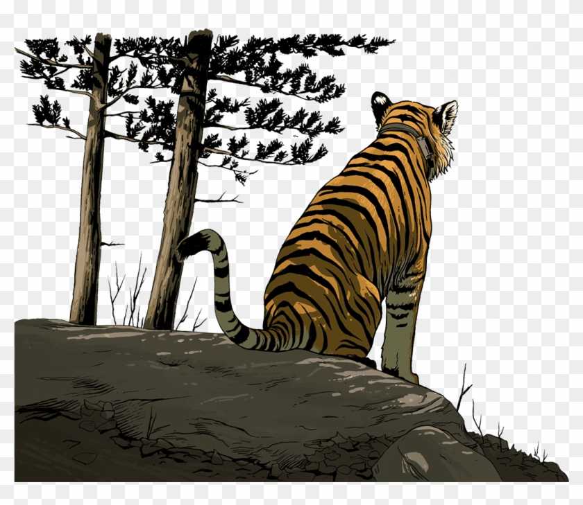 Uporny Looking Out At The Valley - Siberian Tiger Clipart