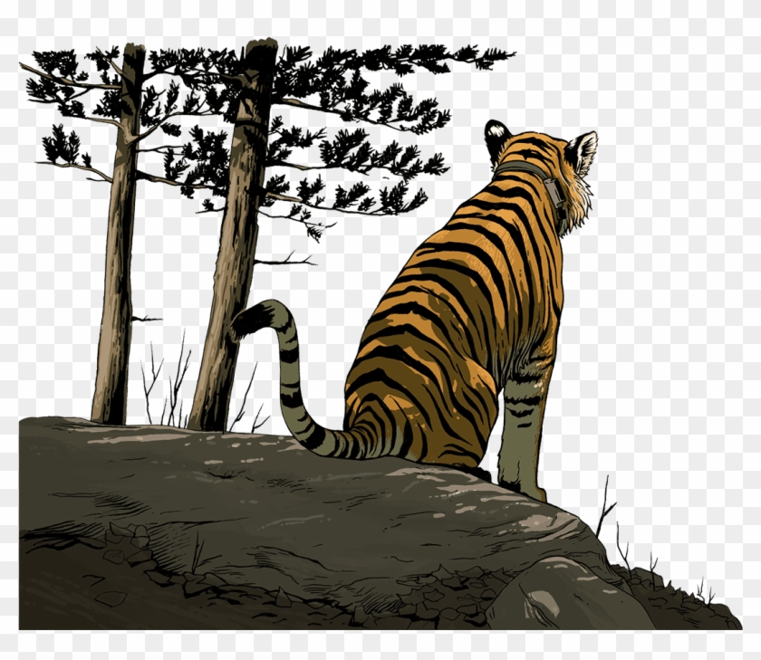 Uporny Looking Out At The Valley - Siberian Tiger Clipart #5675729