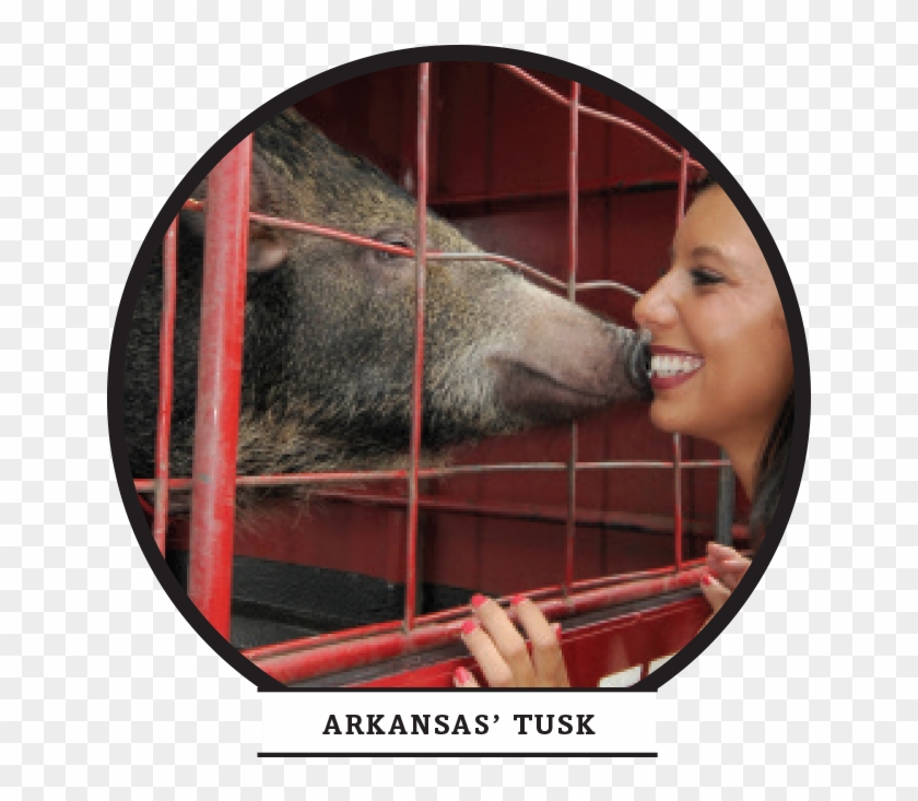 Four-legged Friends - Boar Clipart