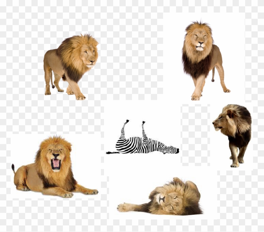 Lions And A Dead Zebra - Lion Clipart #5677106