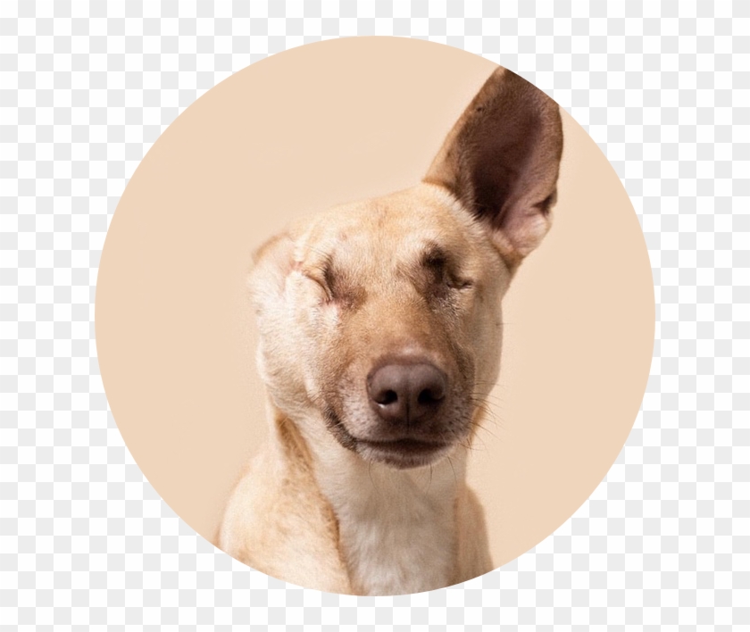 Upon Opening The Contents, I Was Pleasantly Surprised - Companion Dog Clipart #5677226