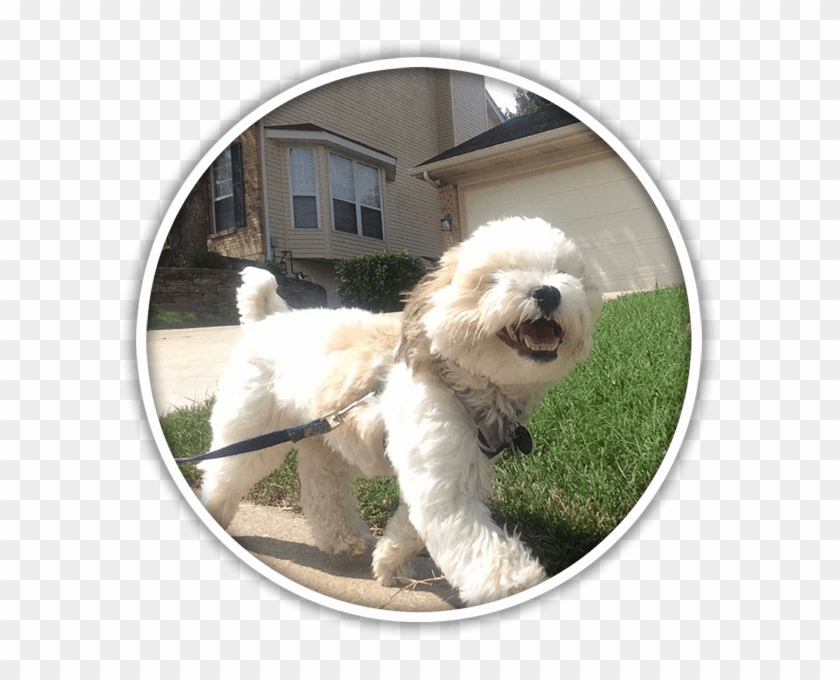 Placeholder - Toy Poodle Clipart