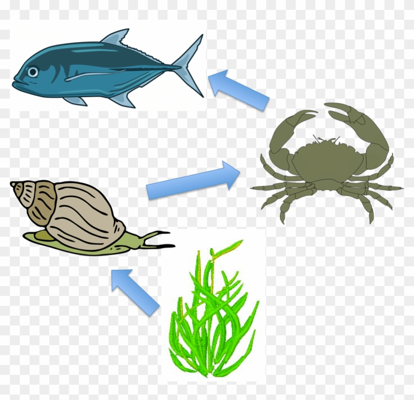 Download Clipart - Sea Snail Food Chain - Png Download