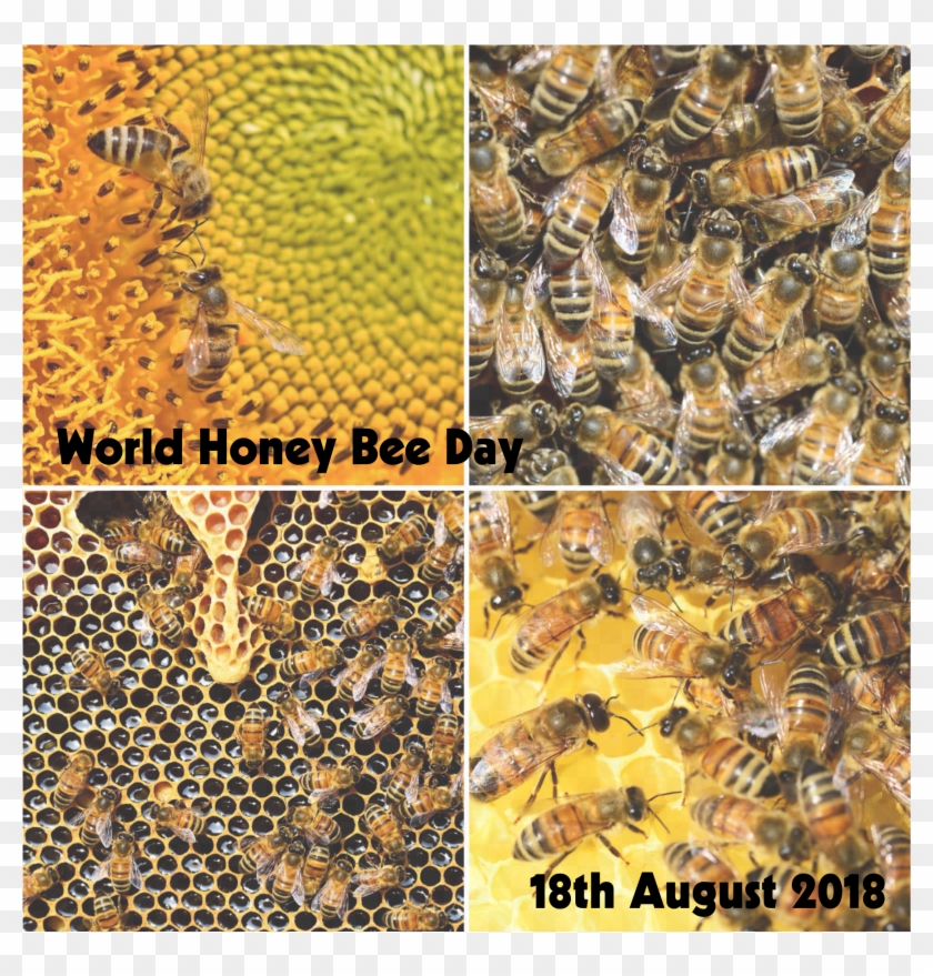 World Honey Bee Day - Wasp Hive Clipart #5678033