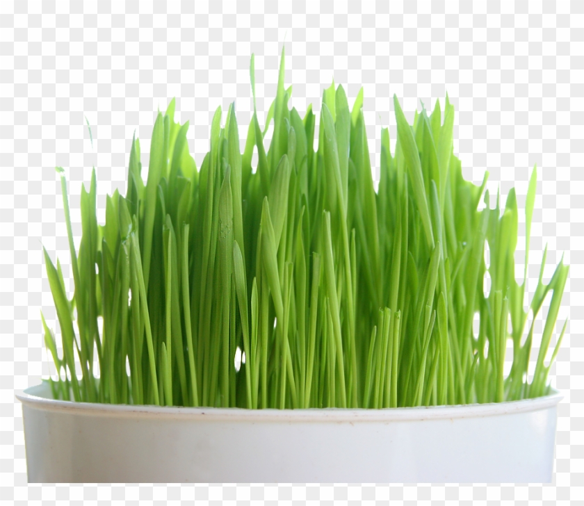 Wheat Grass Png - Does A Pound Of Barley Grass Look Like Clipart #5678794