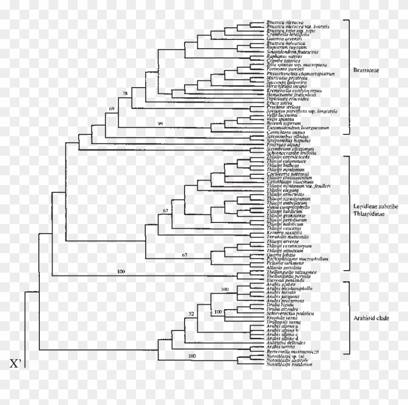 Strict Consensus Of The 14 580 Most Parsimonious Trees - Phyllostomidae Phylogeny Clipart