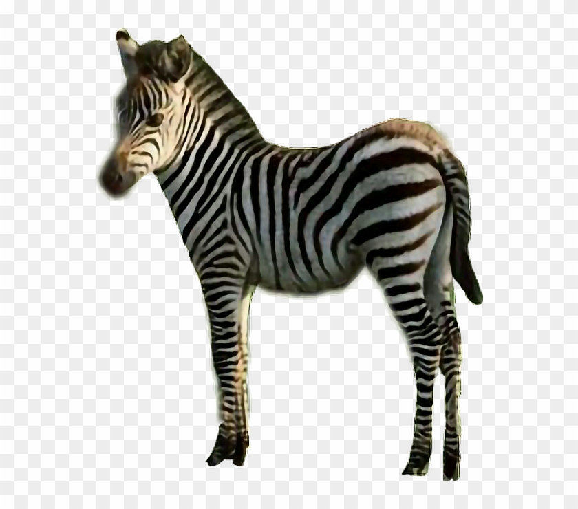 #sticker #zebra #stripes #black & White #animal #freetoedit - Quagga Clipart