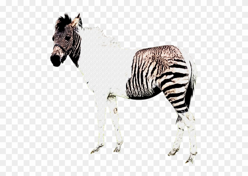 Yes, Donkeys And Zebras Can Breed And Have Babies The - Half Striped Zebra Clipart #5680530