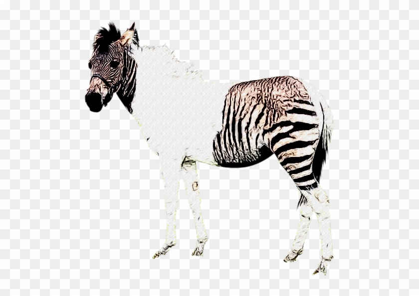 Yes, Donkeys And Zebras Can Breed And Have Babies The - Half Striped Zebra Clipart