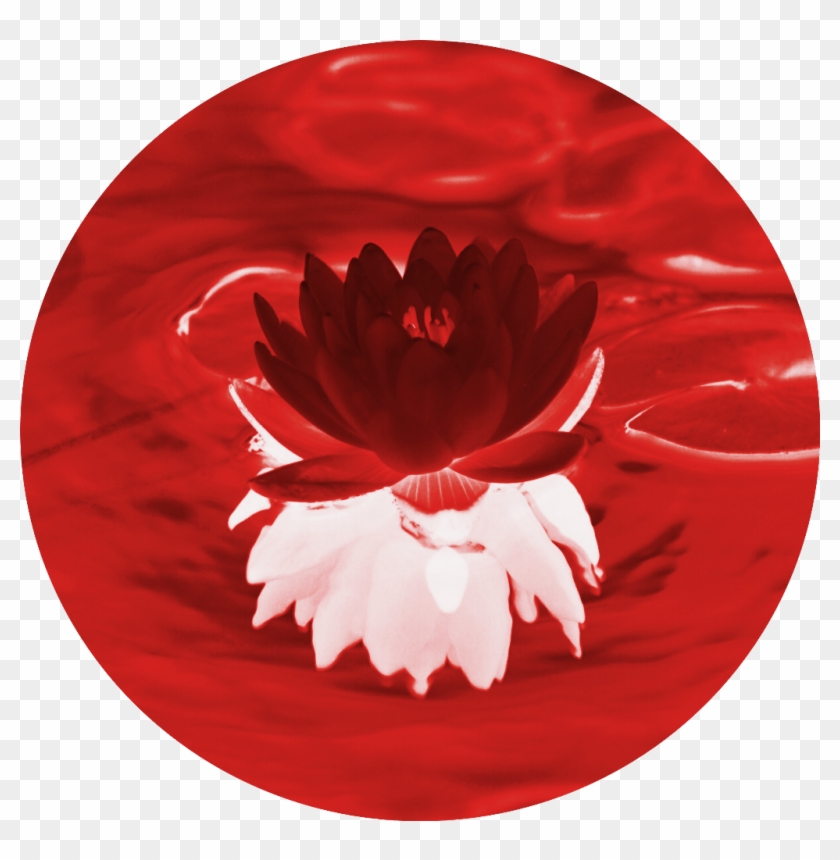 Lilypad Sticker - Water Lily Clipart #5680886