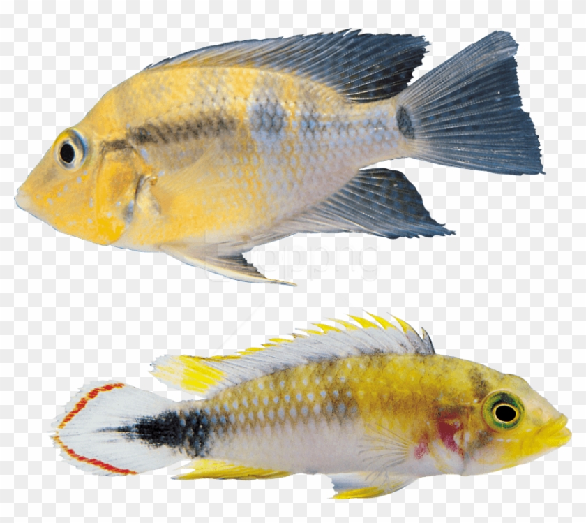 Download Fish Png Images Background - Fish Clipart