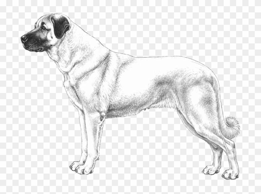 Anatolian Shepherd - Caucasian Shepherd Dog Png Clipart #5682041