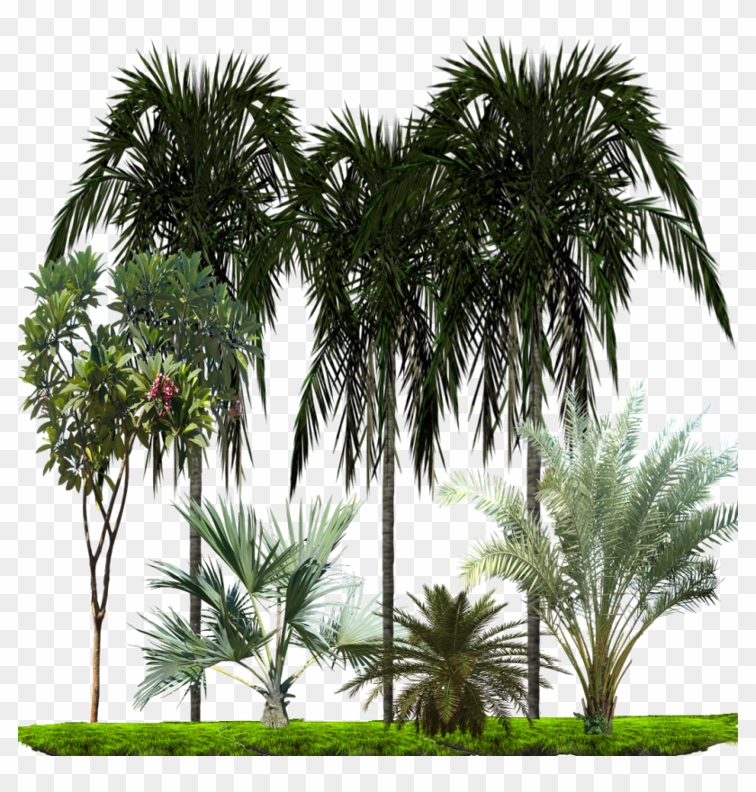 3 Zpsomylrinw - Palm Tree Clipart #5682176