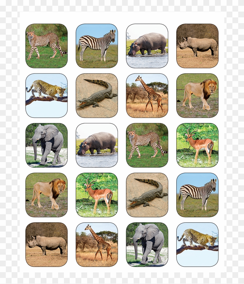 Tcr5468 Safari Animals Stickers Image - Sticker Clipart #5684381