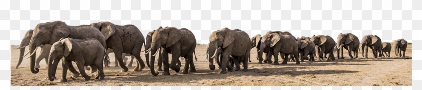 Slide Background - Asian Elephant Clipart #5684711