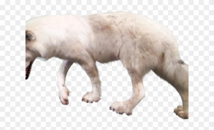 Gray Wolf Clipart Transparent Background - Transparent Background Arctic Wolf Transparent - Png Download #5684926