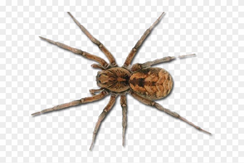 Spider Png Clipart