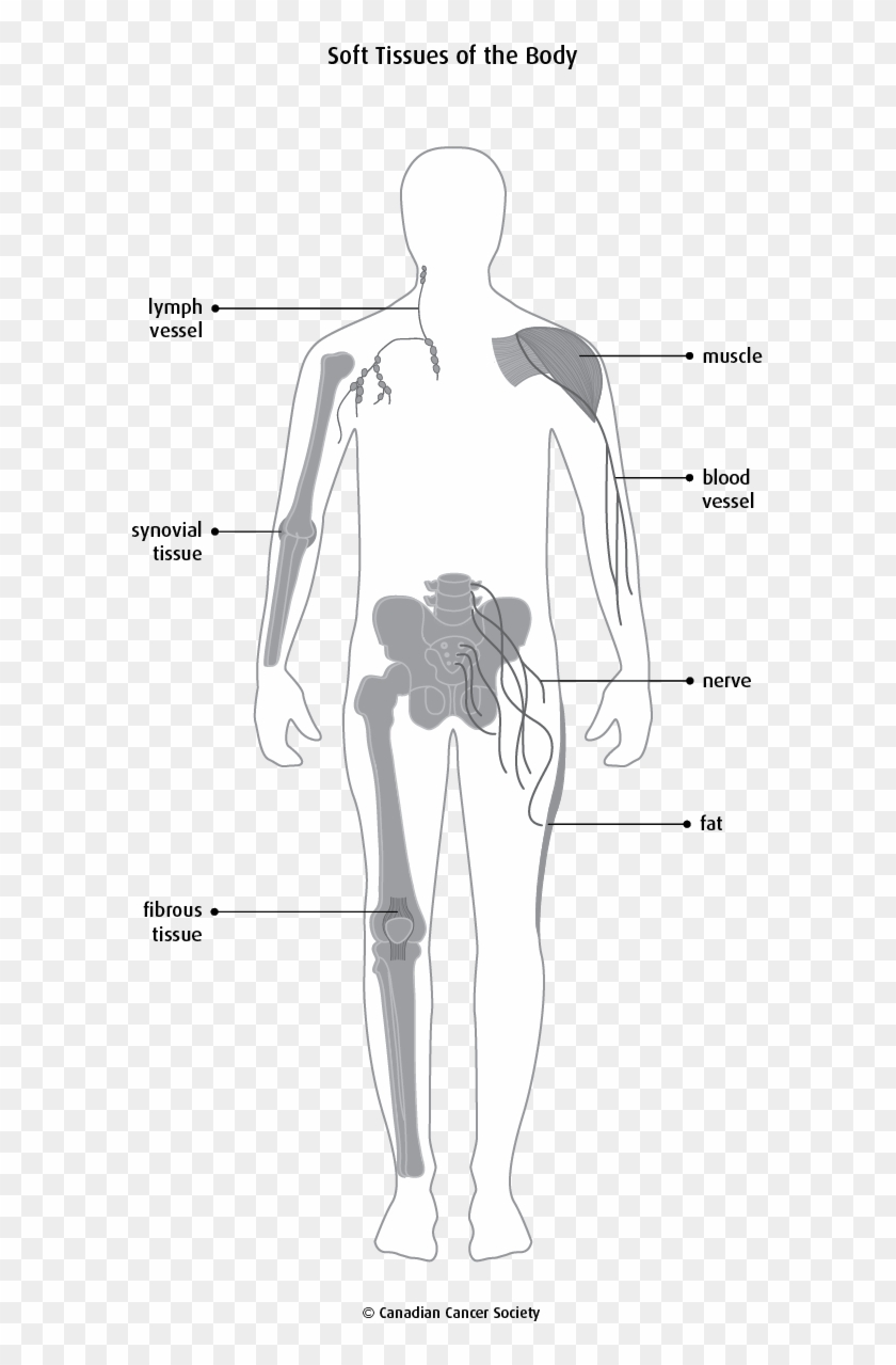 Diagram Of The Soft Tissues Of The Body - Tissu Mou Du Cou Clipart #5687132