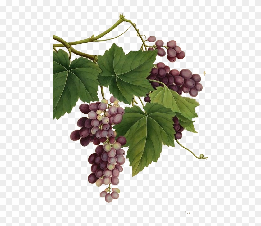 Creative Grape Vines Design- Grape Png Image & Grape - Vintage Grape Vine Png Clipart #5687259
