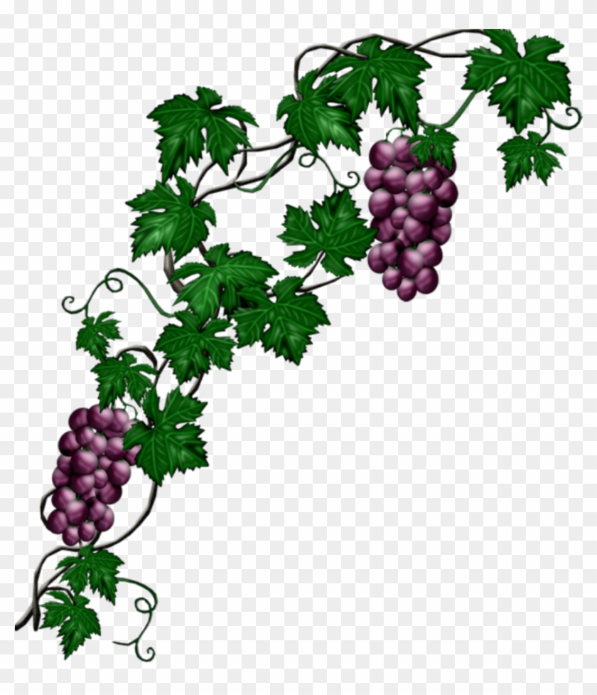 #mq #blue #grape #grapes #vine #vines - Grape Wine Clipart Png Transparent Png