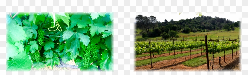 Vineyard Clipart