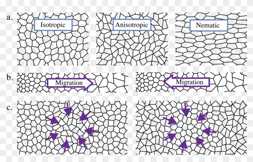 Tissue Cells Respond To Tissue Stress Gradients - Tissues Pattern Clipart #5687586