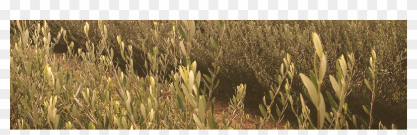 Grass Clipart #5688377