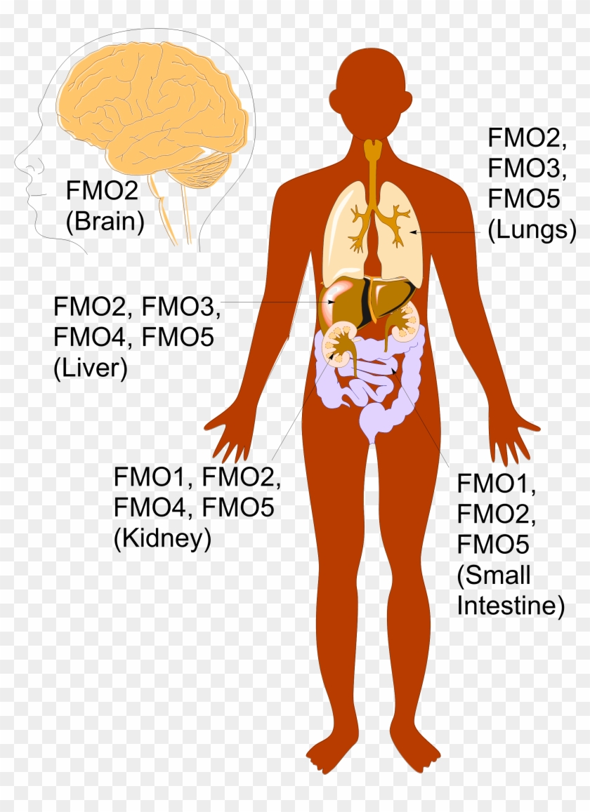 Anatomy Pic Big Labels - Flavin Monooxigenasa Clipart #5688692