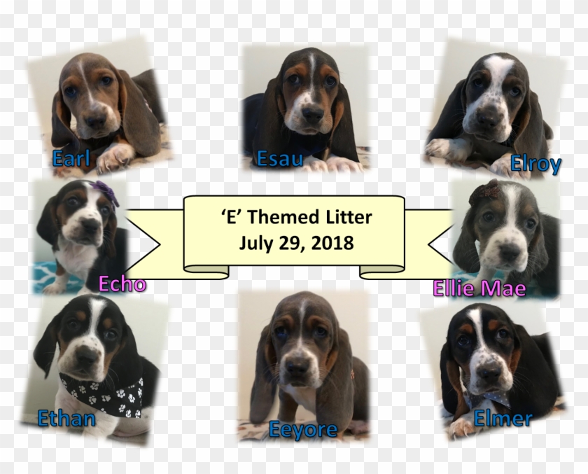E Litter - Basset Hound Clipart #5689198