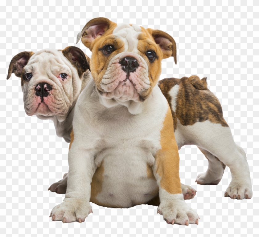 Welcome To Family Bulldoggies - Bulldog Clipart #5689396