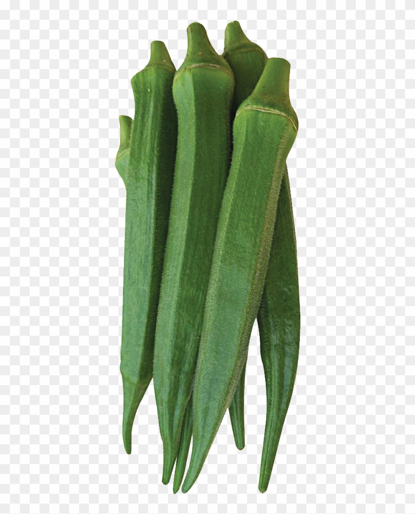 535 Indian Ocean - Okra Clipart #5689672