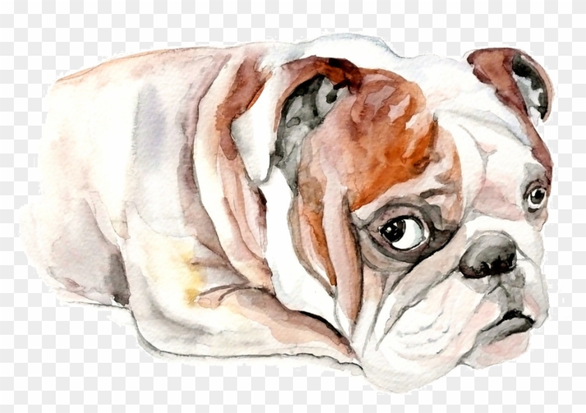 French Bulldog Clip Art - Bulldog - Png Download #5689840