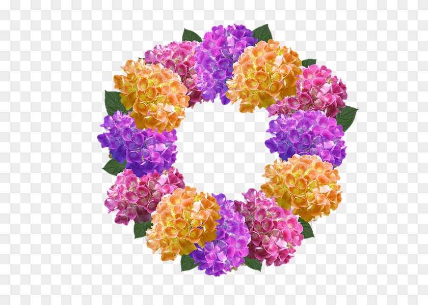 Picture Stock Forgetmenot Frames Png Pinterest Crown - Coroa De Hortencia Clipart #5690041