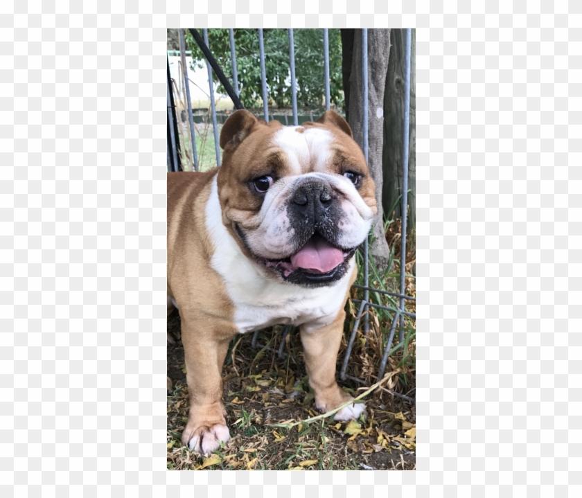 Sweet Friendly Boy - Olde English Bulldogge Clipart