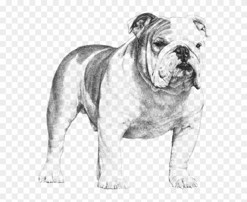 Bulldog - Bulldog Akc Clipart #5690313